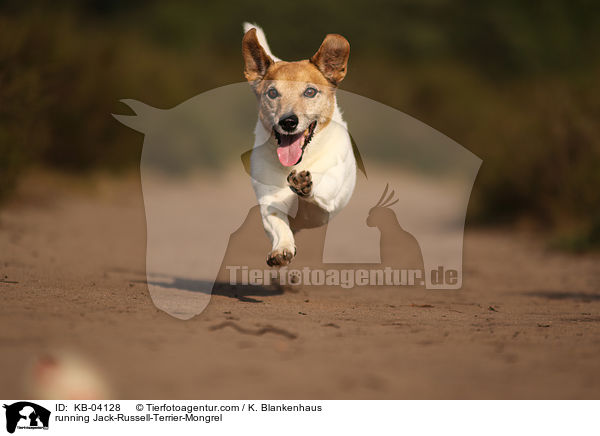 rennender Jack-Russell-Terrier-Mischling / running Jack-Russell-Terrier-Mongrel / KB-04128