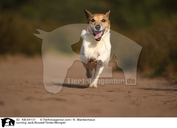 rennender Jack-Russell-Terrier-Mischling / running Jack-Russell-Terrier-Mongrel / KB-04131