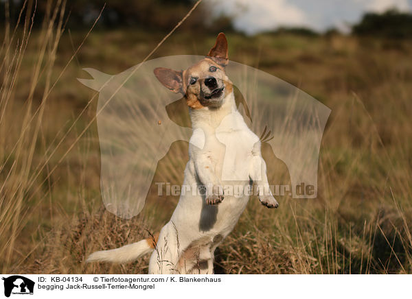 Jack-Russell-Terrier-Mischling macht Mnnchen / begging Jack-Russell-Terrier-Mongrel / KB-04134