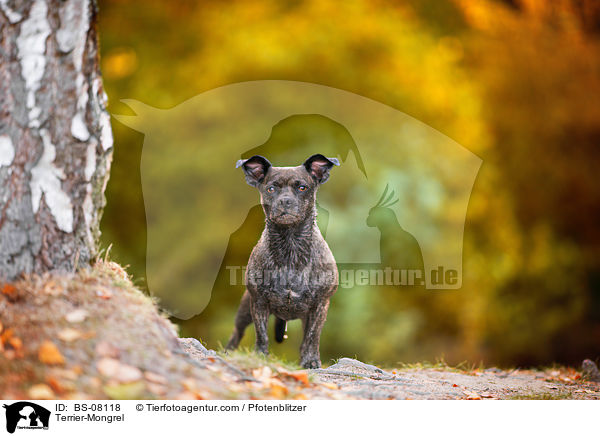 Terrier-Mischling / Terrier-Mongrel / BS-08118