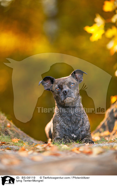 liegender Terrier-Mischling / lying Terrier-Mongrel / BS-08119