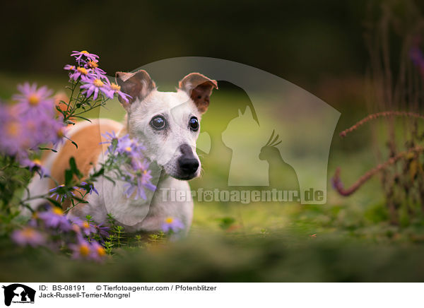 Jack-Russell-Terrier-Mischling / Jack-Russell-Terrier-Mongrel / BS-08191