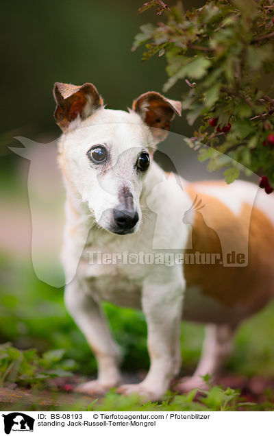 stehender Jack-Russell-Terrier-Mischling / standing Jack-Russell-Terrier-Mongrel / BS-08193