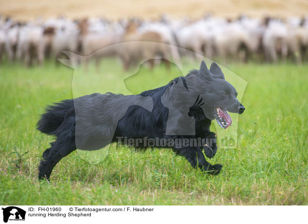 rennender Htehund / running Herding Shepherd / FH-01960