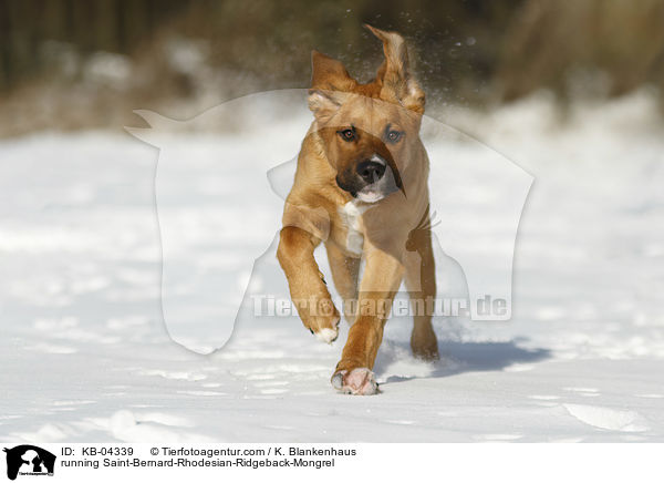 rennender Bernhardiner-Rhodesian-Ridgeback-Mischling / running Saint-Bernard-Rhodesian-Ridgeback-Mongrel / KB-04339