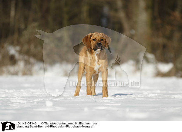 stehender Bernhardiner-Rhodesian-Ridgeback-Mischling / standing Saint-Bernard-Rhodesian-Ridgeback-Mongrel / KB-04340