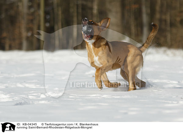 rennender Bernhardiner-Rhodesian-Ridgeback-Mischling / running Saint-Bernard-Rhodesian-Ridgeback-Mongrel / KB-04345