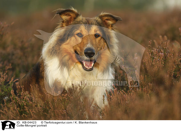 Collie-Mischling Portrait / Collie-Mongrel portrait / KB-04423