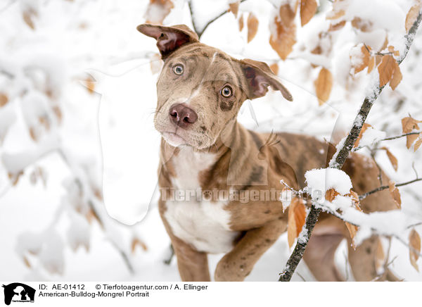 American-Bulldog-Mischling Portrait / American-Bulldog-Mongrel Portrait / AE-01412