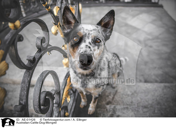 Australian-Cattle-Dog-Mischling / Australian-Cattle-Dog-Mongrel / AE-01426