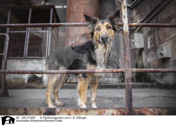 Australian-Shepherd-Border-Collie / Australian-Shepherd-Border-Collie / AE-01460