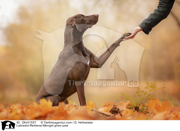Labrador-Retriever-Mischling gibt Pftchen / Labrador-Retriever-Mongel gives paw / DH-01557