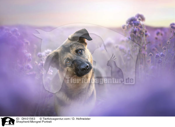 Schferhund-Mischling Portrait / Shepherd-Mongrel Portrait / DH-01563