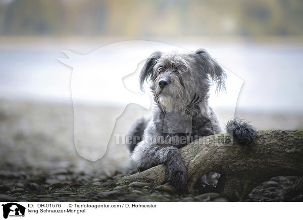 liegender Schnauzer-Mischling / lying Schnauzer-Mongrel / DH-01576