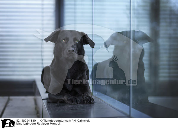 liegender Labrador-Retriever-Mischling / lying Labrador-Retriever-Mongel / NC-01880