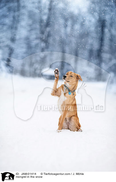 Mischling im Schnee / mongrel in the snow / JAM-01414