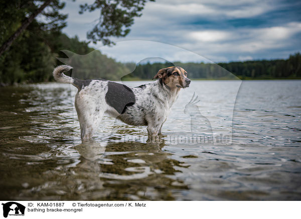 badender Bracken-Mischling / bathing bracke-mongrel / KAM-01887