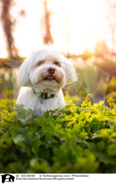 Bolonka-Zwetna-Havaneser-Mischling Portrait / Bolonka-Zwetna-Havanese-Mongrel portrait / BS-08488