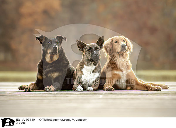 3 Hunde / 3 dogs / VJ-03110