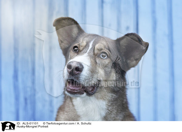 Husky-Mischling Portrait / Husky-Mongrel Portrait / ALS-01101