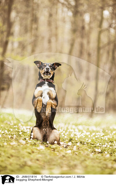 Schferhund-Mischling macht Mnnchen / begging Shepherd-Mongrel / JAM-01814