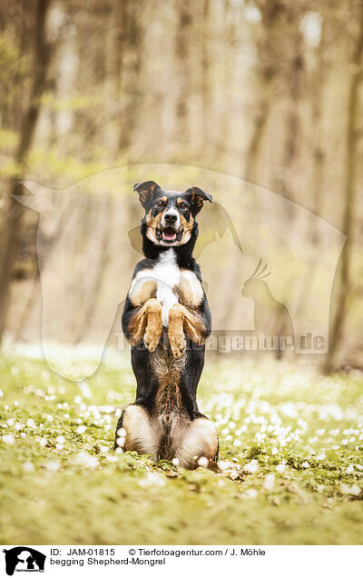 Schferhund-Mischling macht Mnnchen / begging Shepherd-Mongrel / JAM-01815