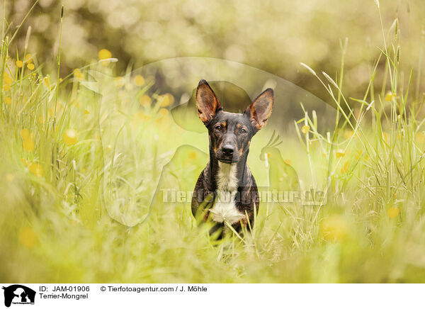 Terrier-Mischling / Terrier-Mongrel / JAM-01906