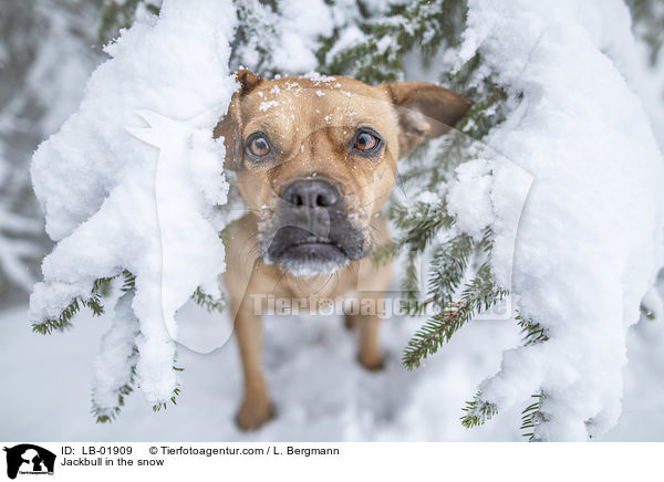 Jackbull im Schnee / Jackbull in the snow / LB-01909