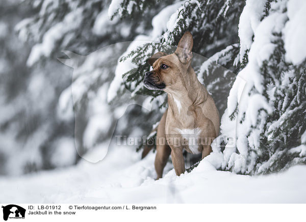 Jackbull im Schnee / Jackbull in the snow / LB-01912