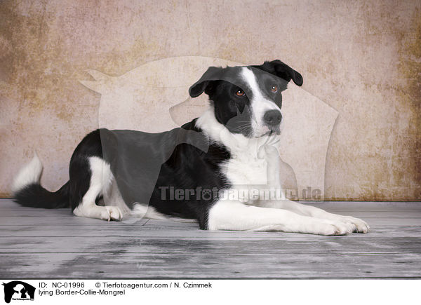 liegender Border-Collie-Mischling / lying Border-Collie-Mongrel / NC-01996