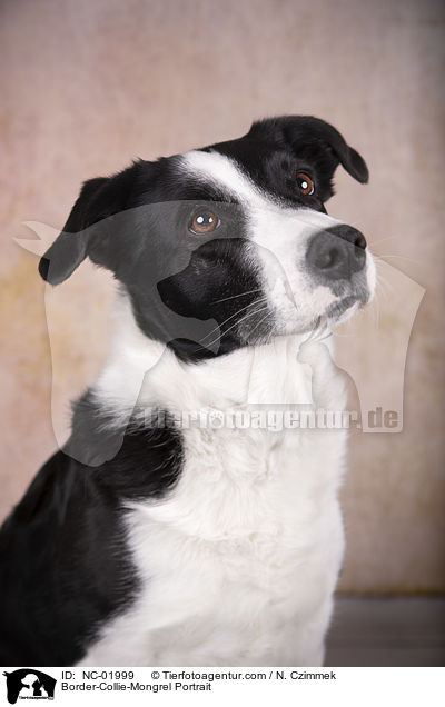 Border-Collie-Mischling Portrait / Border-Collie-Mongrel Portrait / NC-01999