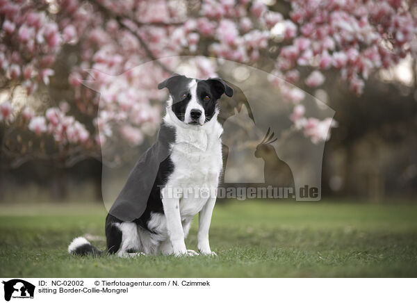 sitzender Border-Collie-Mischling / sitting Border-Collie-Mongrel / NC-02002