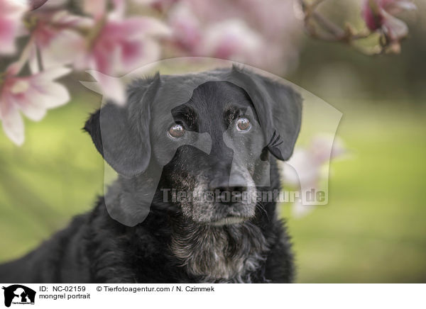 Mischling Portrait / mongrel portrait / NC-02159