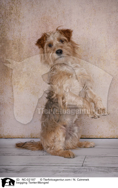 Terrier-Mischling macht Mnnchen / begging Terrier-Mongrel / NC-02187