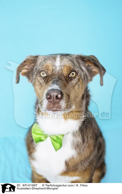 Australian-Shepherd-Mischling / Australian-Shepherd-Mongrel / KFI-01897