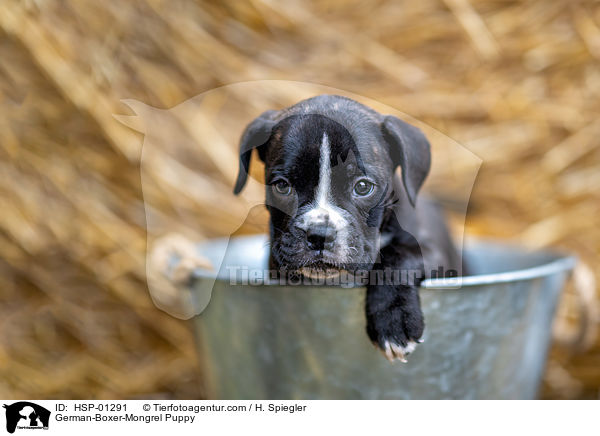 Deutscher-Boxer-Mischling Welpe / German-Boxer-Mongrel Puppy / HSP-01291