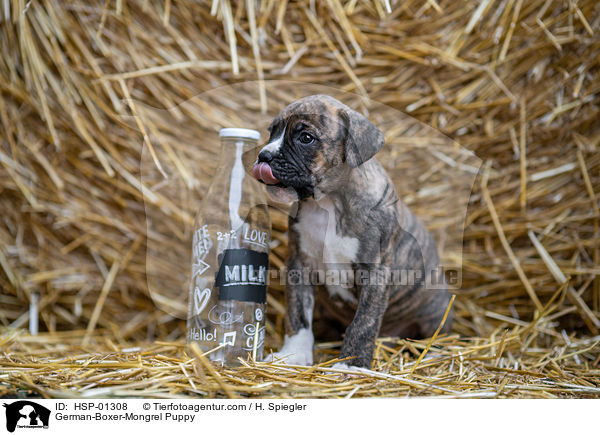 Deutscher-Boxer-Mischling Welpe / German-Boxer-Mongrel Puppy / HSP-01308