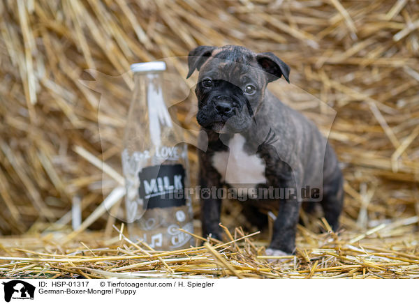 Deutscher-Boxer-Mischling Welpe / German-Boxer-Mongrel Puppy / HSP-01317