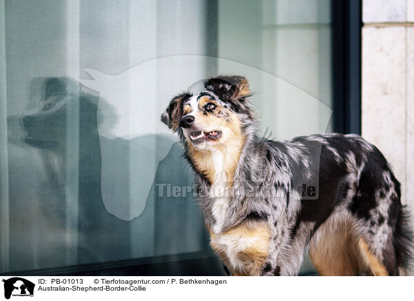 Australian-Shepherd-Border-Collie / Australian-Shepherd-Border-Collie / PB-01013