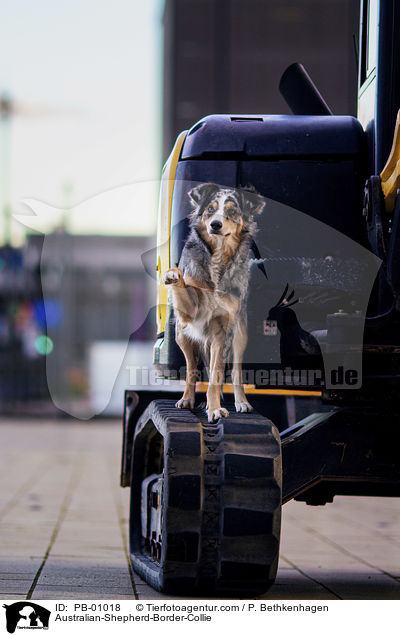 Australian-Shepherd-Border-Collie / Australian-Shepherd-Border-Collie / PB-01018