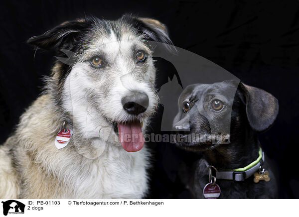 2 Hunde / 2 dogs / PB-01103