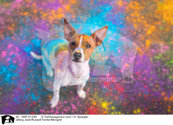 sitzender Jack-Russell-Terrier-Mischling / sitting Jack-Russell-Terrier-Mongrel / HSP-01356