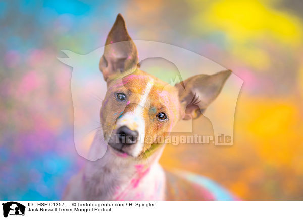 Jack-Russell-Terrier-Mischling Portrait / Jack-Russell-Terrier-Mongrel Portrait / HSP-01357