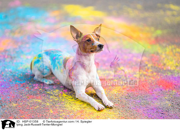 liegender Jack-Russell-Terrier-Mischling / lying Jack-Russell-Terrier-Mongrel / HSP-01358