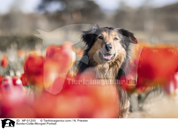 Border-Collie-Mischling Portrait / Border-Collie-Mongrel Portrait / NP-01200