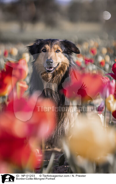 Border-Collie-Mischling Portrait / Border-Collie-Mongrel Portrait / NP-01203