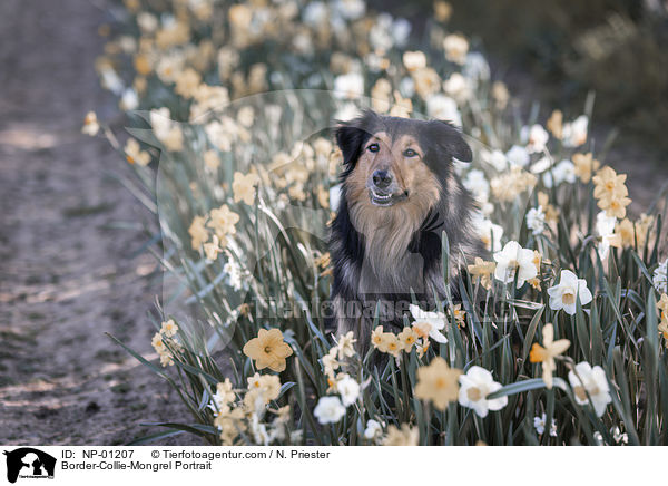 Border-Collie-Mischling Portrait / Border-Collie-Mongrel Portrait / NP-01207