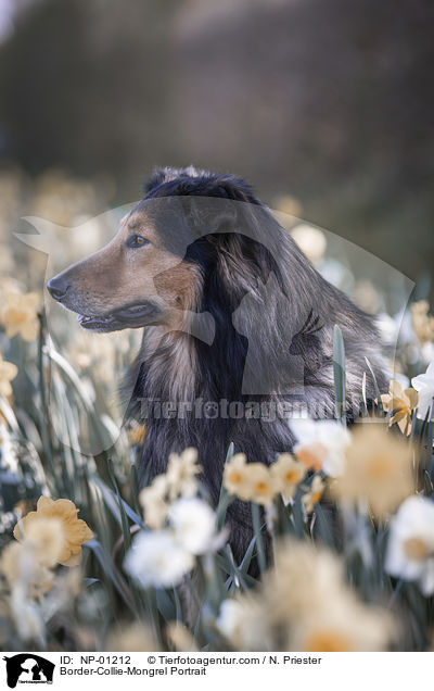 Border-Collie-Mischling Portrait / Border-Collie-Mongrel Portrait / NP-01212