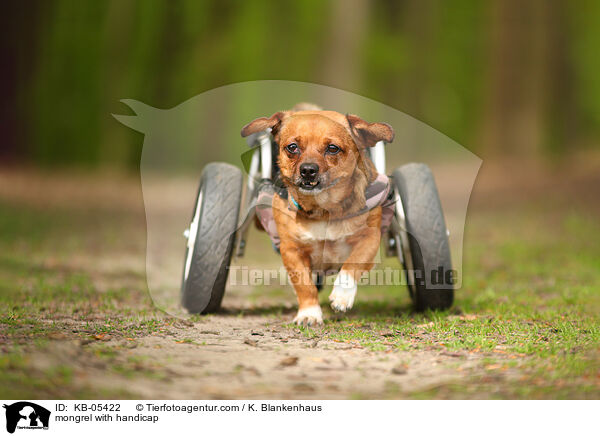 Mischling mit Handicap / mongrel with handicap / KB-05422