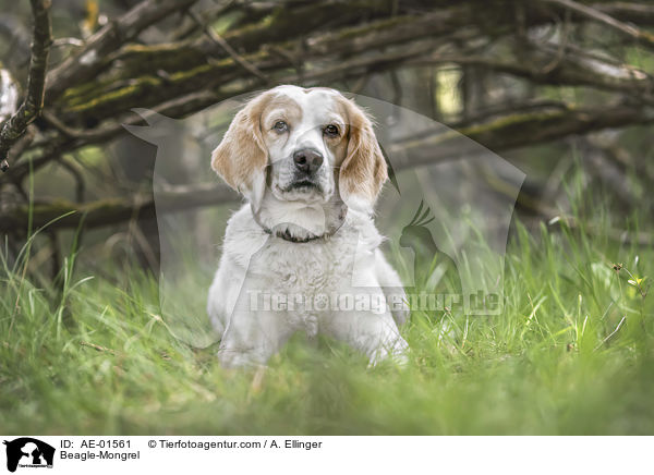 Beagle-Mischling / Beagle-Mongrel / AE-01561